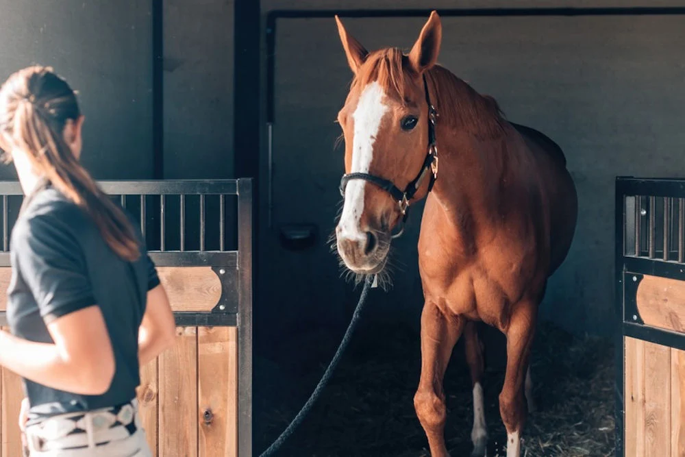 woman leading a horse out of its stall