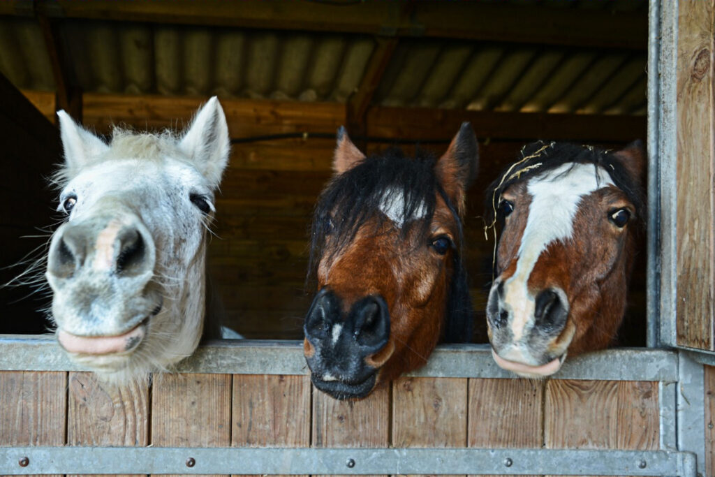 therapy horses in a stall looking over the door