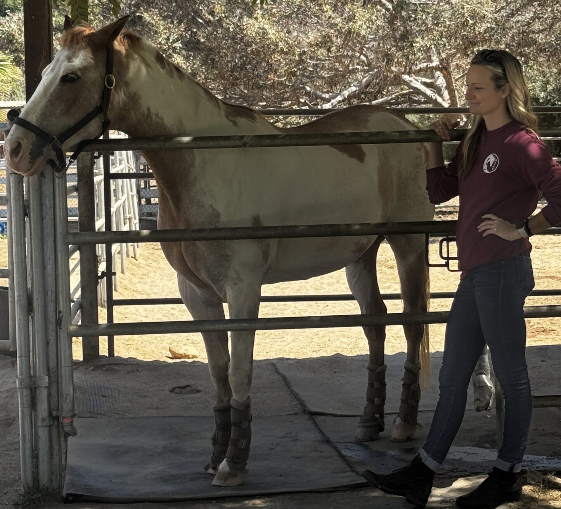 IMG_0098 Equine therapy
